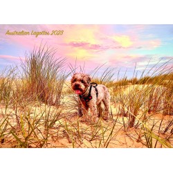 2023 Australian Lagotto...