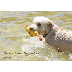 2024 Australian Lagotto...