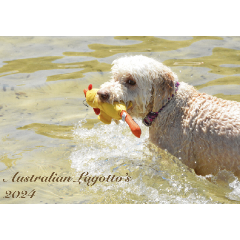 2024 Australian Lagotto Calendar